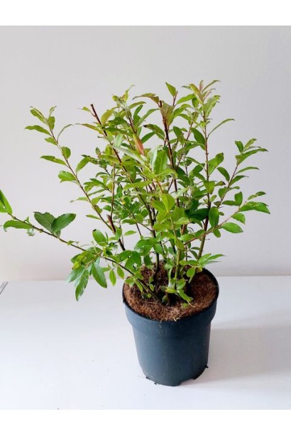 Верба Melanostachys саджанець